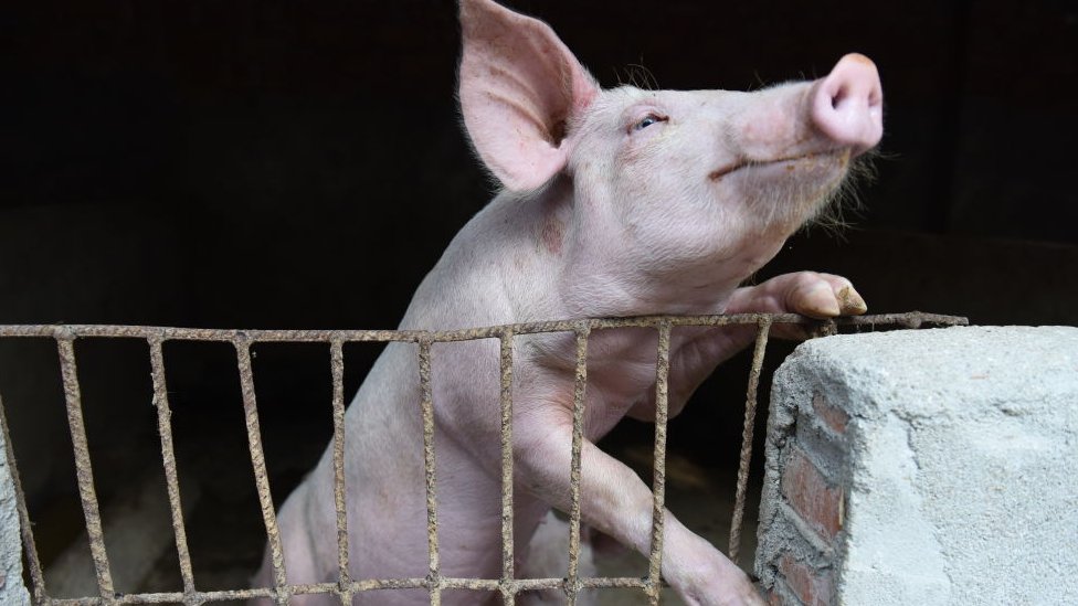 Životinje i bolesti: Afrička svinjska kuga na Balkanu, šta mogu da budu posledice 1 A pig in a hog pen in Linquan county in central China's Anhui province