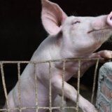 Životinje i bolesti: Afrička svinjska kuga na Balkanu, šta mogu biti posledice 9