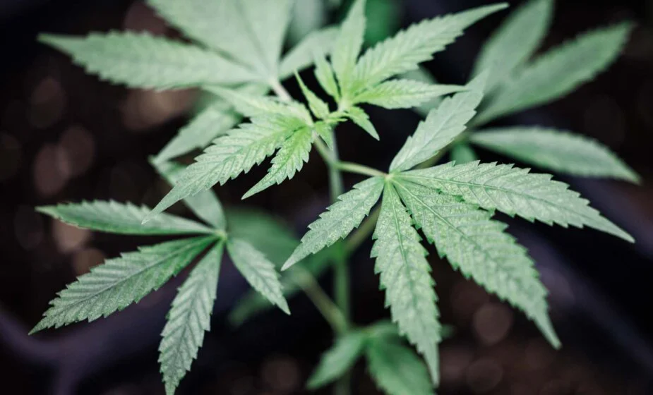 Krivična prijava protiv devetnaestogodišnjaka, policija pronašla 2,3 kilograma marihuane 1