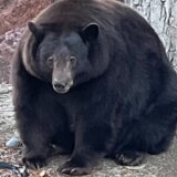 Životinje: Medvedica „Henk tenk" uhvaćena u Kaliforniji posle više od 20 provala u kuće 3