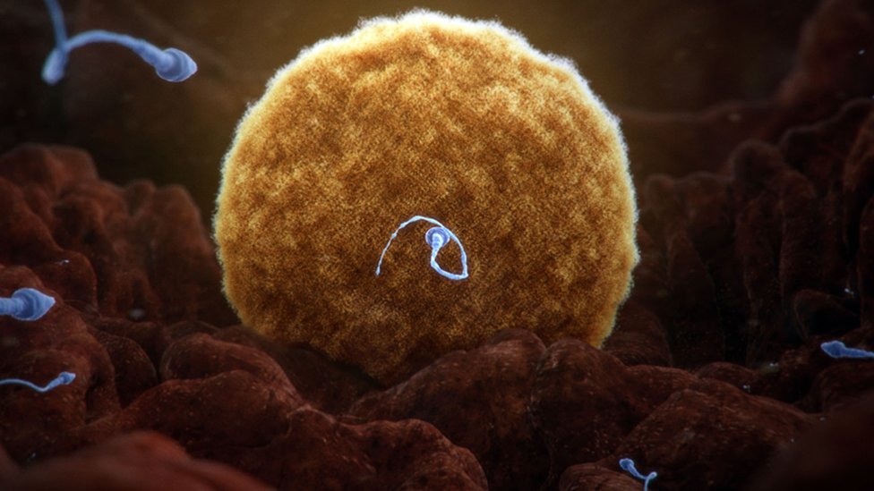 Srbija i reproduktivno zdravlje: Rak ne mora da bude prepreka za roditeljstvo 3 sperma, jajne ćelije, spermatozoid