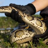 Amerika i životinje: Lovci na zmije bore se sa pitonima koji mogu da progutaju aligatore 9