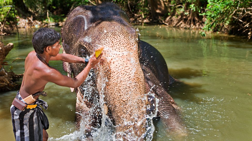Mahout prska i trljao telo slona korom od kokosa u vodi Šri Lanke