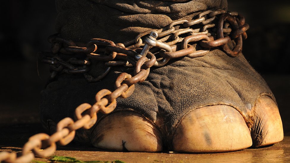 Slonovska noga u lancima