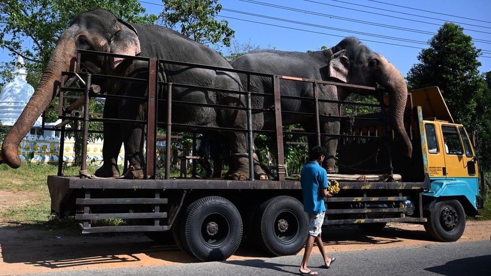 Slonovi u kamionu