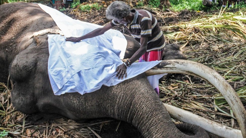 Svetski dan slonova: „Moja specijalna veza sa krdom sa kojim sam odrastao" 10 Slon, Šri Lanka
