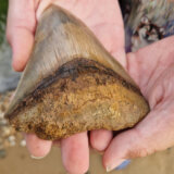 Životinje i Velika Britanija: Dečak pronašao zub megalodona, najveće ajkule koja je živela na planeti 8