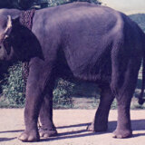 Svetski dan slonova: „Moja specijalna veza sa krdom sa kojim sam odrastao" 4