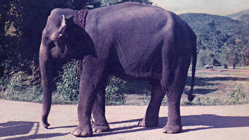 Svetski dan slonova: „Moja specijalna veza sa krdom sa kojim sam odrastao" 1 Manike the elephant