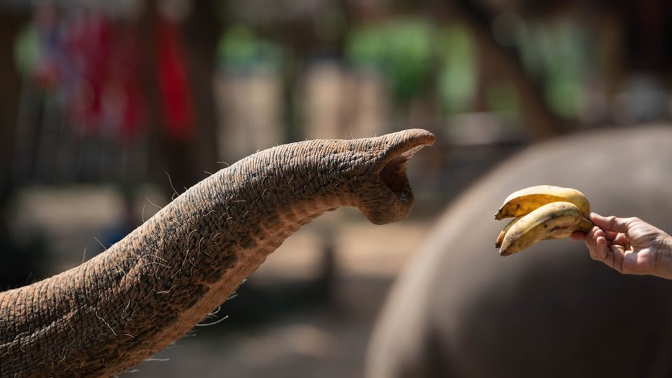 Svetski dan slonova: „Moja specijalna veza sa krdom sa kojim sam odrastao" 6 Asian elephants have a single finger-like feature on the tip of their trunk