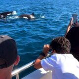 Životinje: Atlantske orke uče od odraslih da se zaleću u brodove 5