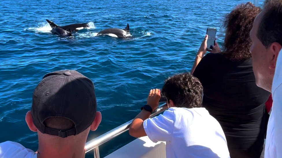 Životinje: Atlantske orke uče od odraslih da se zaleću u brodove 1 Tourists on a whale watching trip in Spain