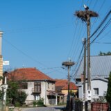 Srbija i ptice: Vratile se rode - Pernate komšinice ponovo u Donjem Međurovu, nadomak Niša 12