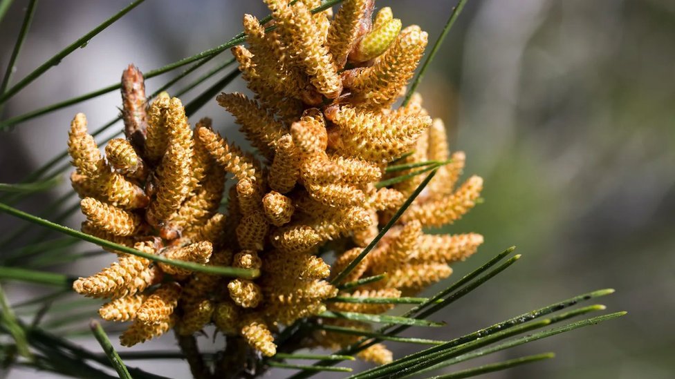 Klimatske promene: Šumski požari, promenljivo lice mediteranskog pejzaža 3 Alepski bor, požari