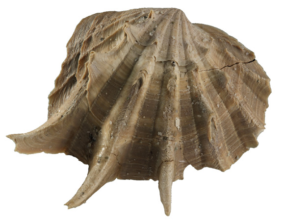 Panonsko more, geologija i Evropa: Kada su severom Srbije plivali megalodoni i kitovi, a Fruška gora i Avala bile ostrva 4 Lymnocardium pelzelni