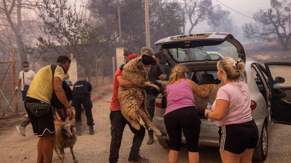 Požari u Grčkoj: Vatrena stihija odnela najmanje 20 života, ljudi pokušavaju da spasu i domaće životinje 8 požari u Grčkoj
