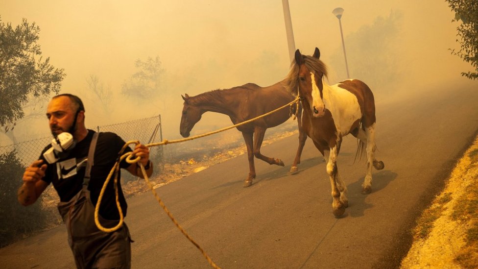 Požari u Grčkoj: Vatrena stihija odnela najmanje 20 života, ljudi pokušavaju da spasu i domaće životinje 9 požari u Grčkoj