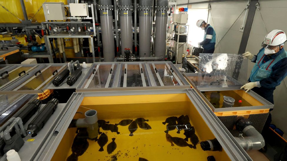 Japan: Koje je naučno objašnjenje za ispuštanje radioaktivne otpadne vode iz Fukušime 5 Picture taken on 30 January 2023, received from Jiji Press, shows flounder raised in a tank using treated water from the Fukushima Daiichi Nuclear Power Plant