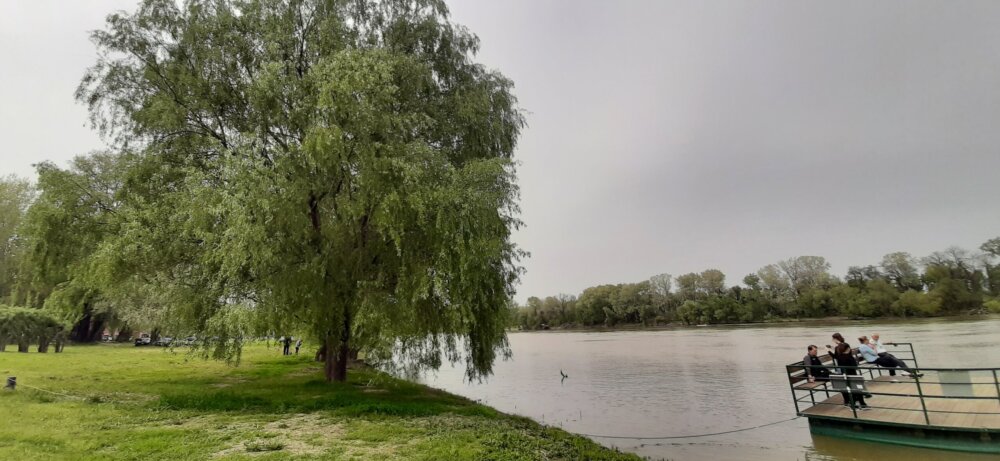 U Tisi karaš, linjak i čikov, na obali vrbe, a pravi fenomen je ples Tiskog cveta 2