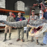 Ulovljen najduži aligator u istoriji Misisipija 1