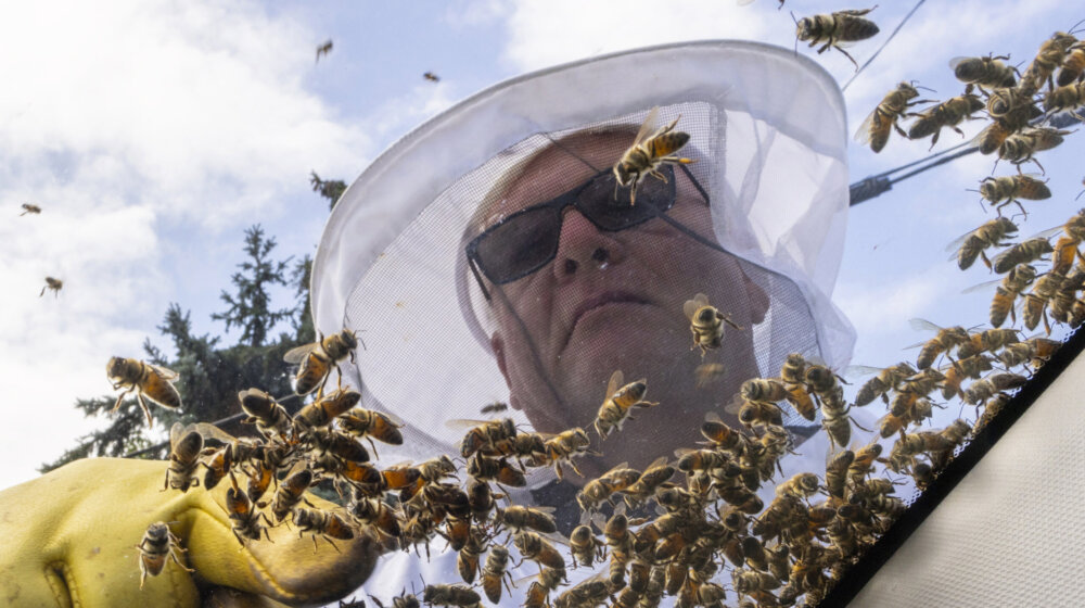 Košnice s pet miliona pčela spale s kamiona u Kanadi, od vozača se traži da zatvore prozore 1