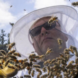 Košnice s pet miliona pčela spale s kamiona u Kanadi, od vozača se traži da zatvore prozore 3