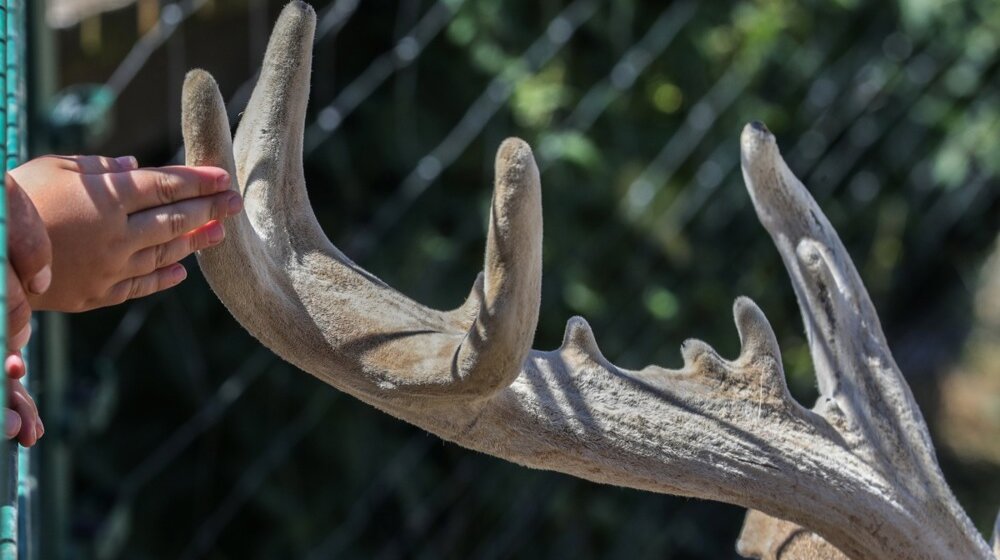 Na društvenim mrežama fotografije izgladnelog jelena, direktor Zoo vrta Bor kaže ima hrane (FOTO) 1