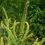 Ambrozija guši Srbiju: Kreni-Promeni pokrenuo peticiju za hitno zaustavljanje širenja ovog opasnog korova 8