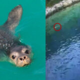 U Lastovu usnimljena sredozemna medvedica 1