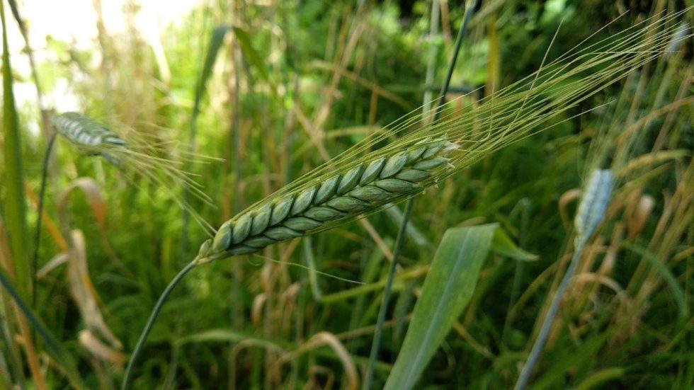 Od praistorijskog piva do testa za trudnoću: Čemu je sve služila pšenica u poslednjih 10.000 godina? 5