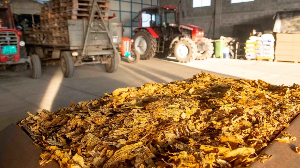 Kompanija JTI počela otkup domaćeg duvana tipa Virdžinija 1