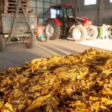 Kompanija JTI počela otkup domaćeg duvana tipa Virdžinija 3