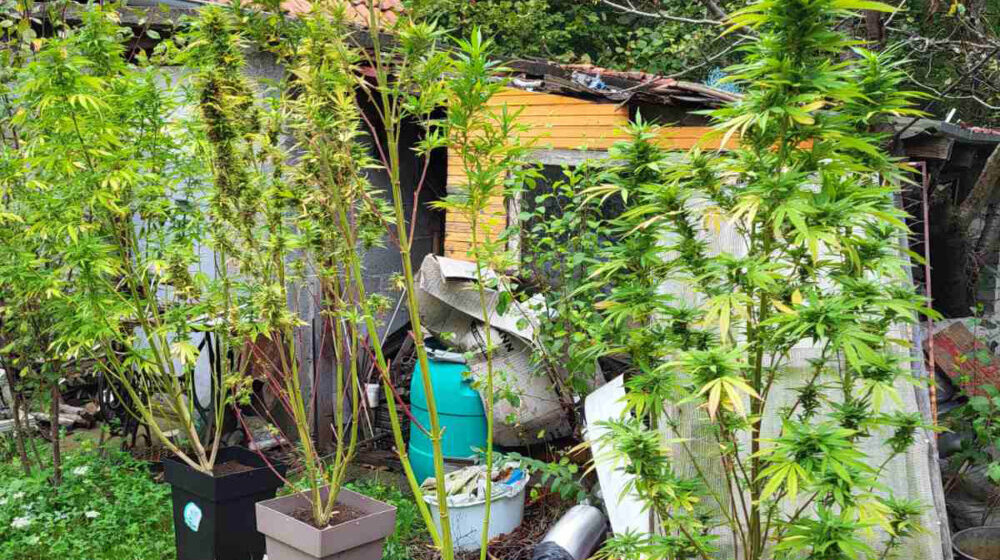 U Kragujevcu otkrivena laboratorija za proizvodnju marihuane 1