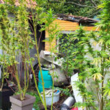 U Kragujevcu otkrivena laboratorija za proizvodnju marihuane 10