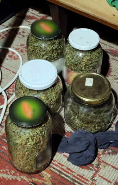 U Kragujevcu otkrivena laboratorija za proizvodnju marihuane 3