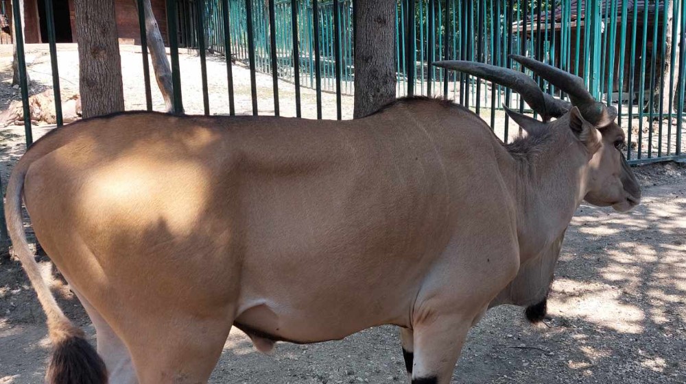 "Na zov prirode ne možemo da utičemo'": Reporter Danasa posetio zoo-vrt u Boru nakon pretnji koje su dobili zbog slika izgladnelog jelena (FOTO) 10