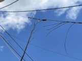 "Gole žice" i pokidani kablovi pod naponom - da li će iko reagovati na opasan prizor sa Savskog keja (FOTO) (VIDEO) 12