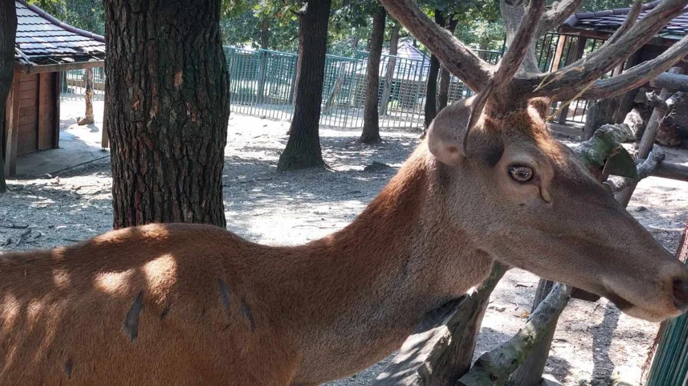 "Na zov prirode ne možemo da utičemo'": Reporter Danasa posetio zoo-vrt u Boru nakon pretnji koje su dobili zbog slika izgladnelog jelena (FOTO) 2