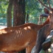 "Na zov prirode ne možemo da utičemo'": Reporter Danasa posetio zoo-vrt u Boru nakon pretnji koje su dobili zbog slika izgladnelog jelena (FOTO) 5