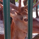 Ljubav na jelenski način ili kako je smršao Medenko: Da li su životinje u zoo-vrtu u Boru izgladnele i ugrožene? 6