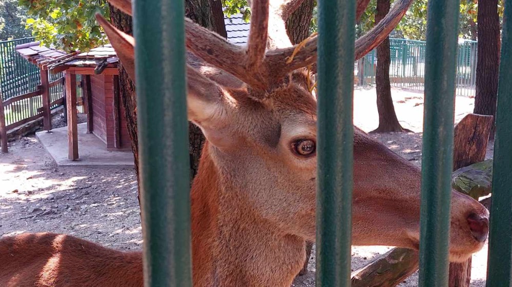 "Na zov prirode ne možemo da utičemo'": Reporter Danasa posetio zoo-vrt u Boru nakon pretnji koje su dobili zbog slika izgladnelog jelena (FOTO) 3