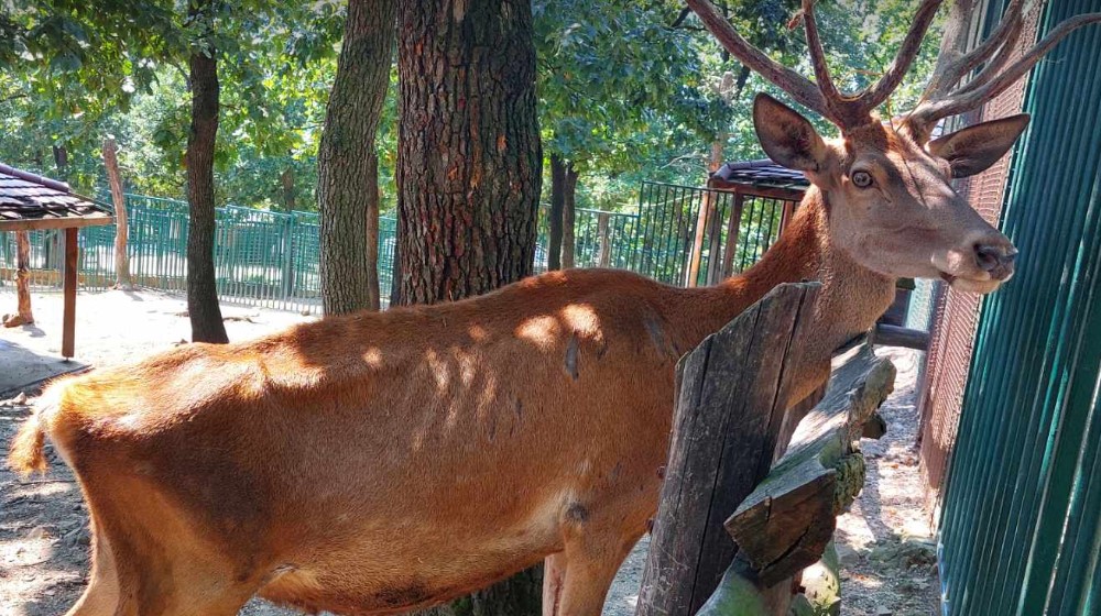 "Na zov prirode ne možemo da utičemo'": Reporter Danasa posetio zoo-vrt u Boru nakon pretnji koje su dobili zbog slika izgladnelog jelena (FOTO) 1