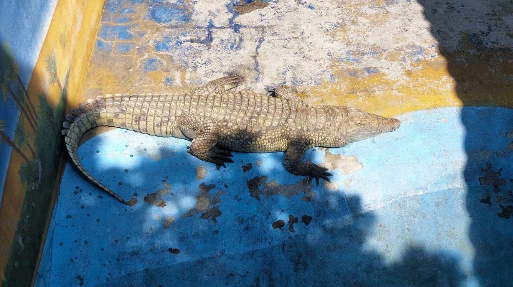 "Na zov prirode ne možemo da utičemo'": Reporter Danasa posetio zoo-vrt u Boru nakon pretnji koje su dobili zbog slika izgladnelog jelena (FOTO) 7