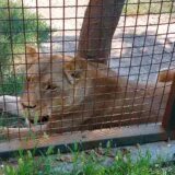 Javno crno tržište divljih zveri i blaga kaznena politika: Kako krijumčarenje životinja funkcioniše u Srbiji? 7