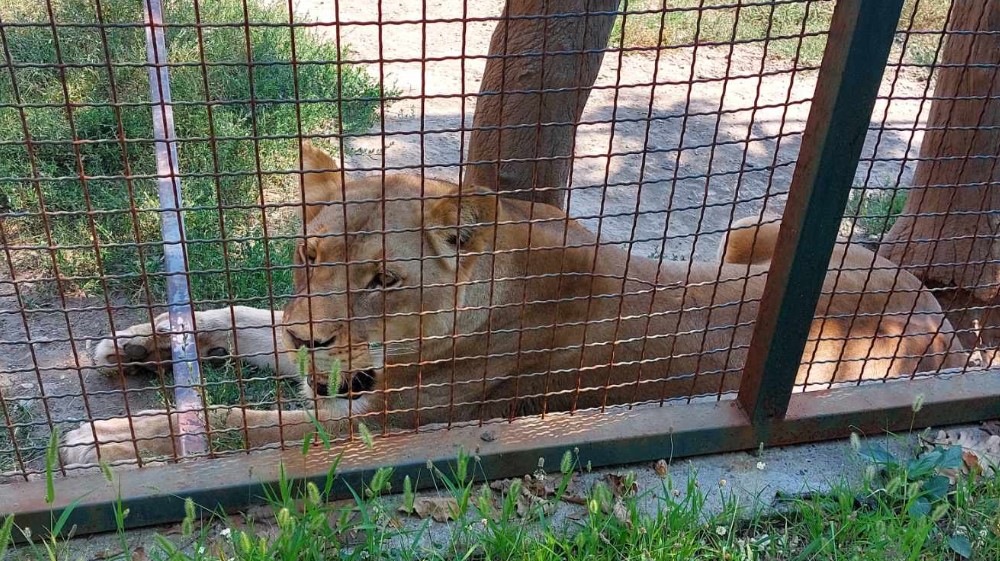 "Na zov prirode ne možemo da utičemo'": Reporter Danasa posetio zoo-vrt u Boru nakon pretnji koje su dobili zbog slika izgladnelog jelena (FOTO) 9