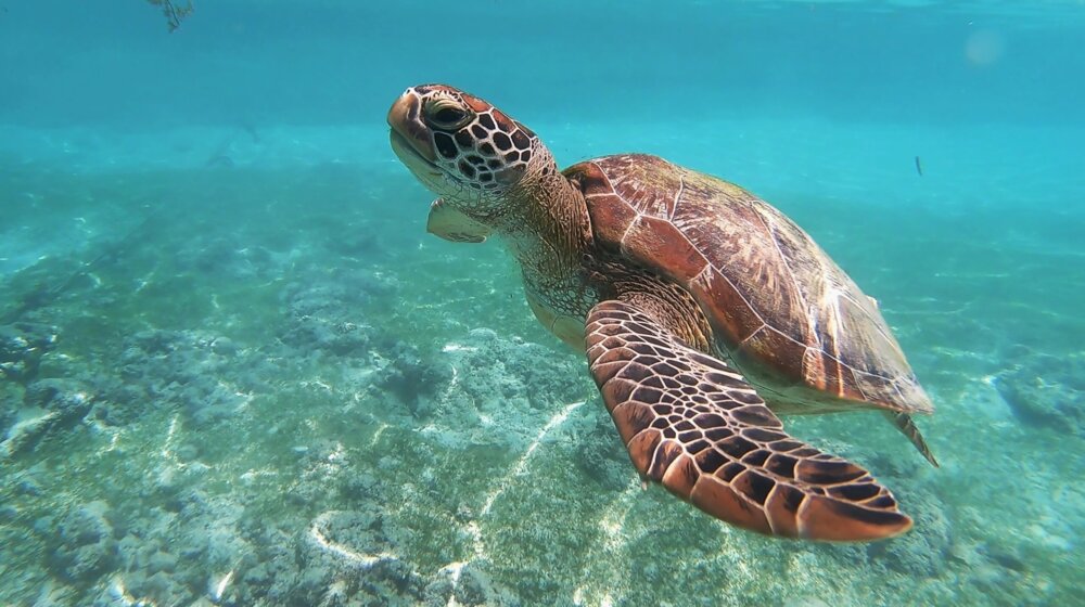 Apel stručnjaka: Morske kornjače ne napadaju, ako vas ugrize to znači da se branila 1