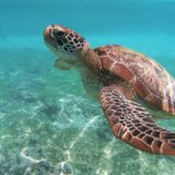 Apel stručnjaka: Morske kornjače ne napadaju, ako vas ugrize to znači da se branila 3