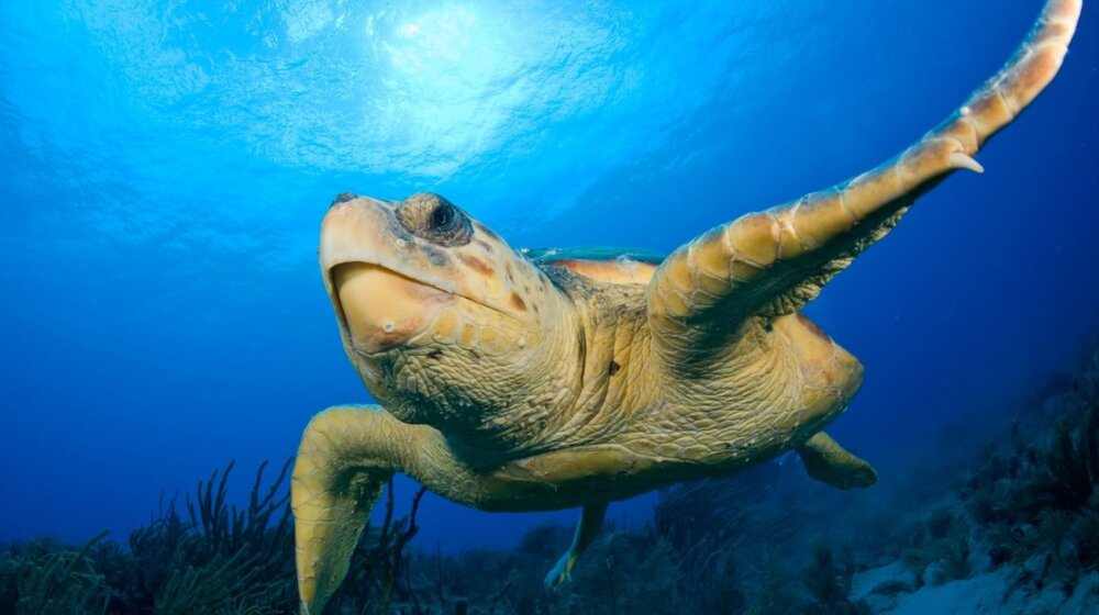 Morska kornjača napala kupače u Hrvatskoj: "Rana je odmah prokrvarila i postala plavo-ljubičasta" 1