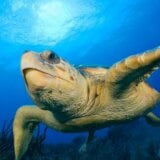 Morska kornjača napala kupače u Hrvatskoj: "Rana je odmah prokrvarila i postala plavo-ljubičasta" 4