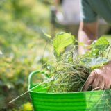 Ove biljke izazivaju najviše alergija u avgustu i septembru 2